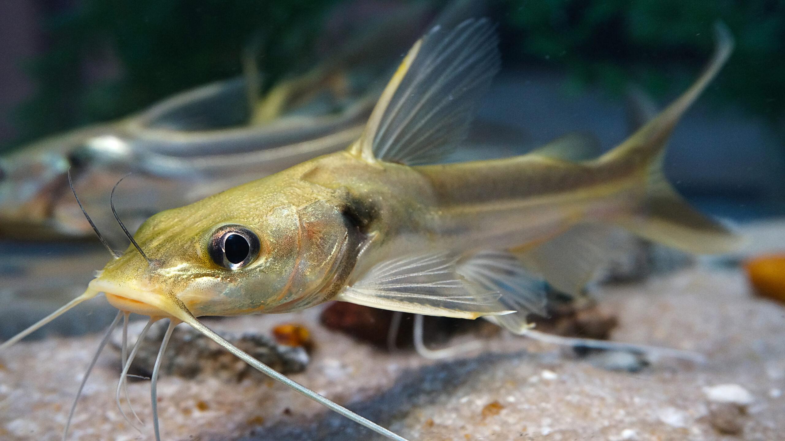 Striped catfish