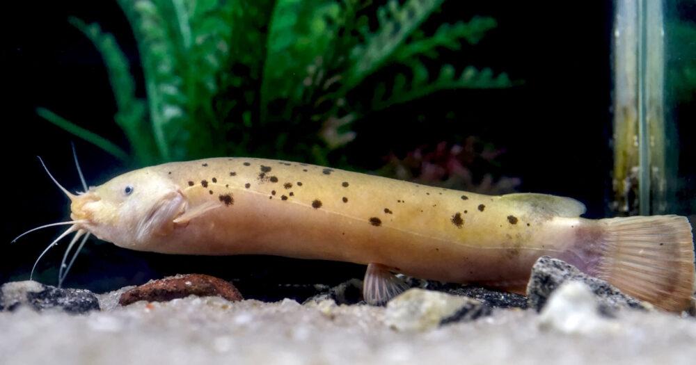 Electric Fish (Big)