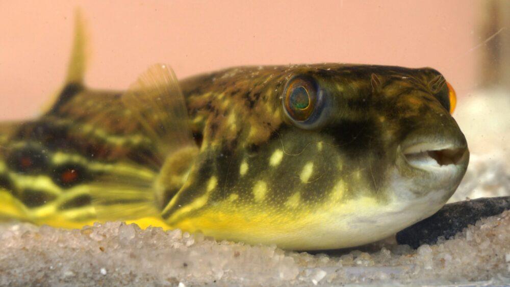 Puffer Fish (big)