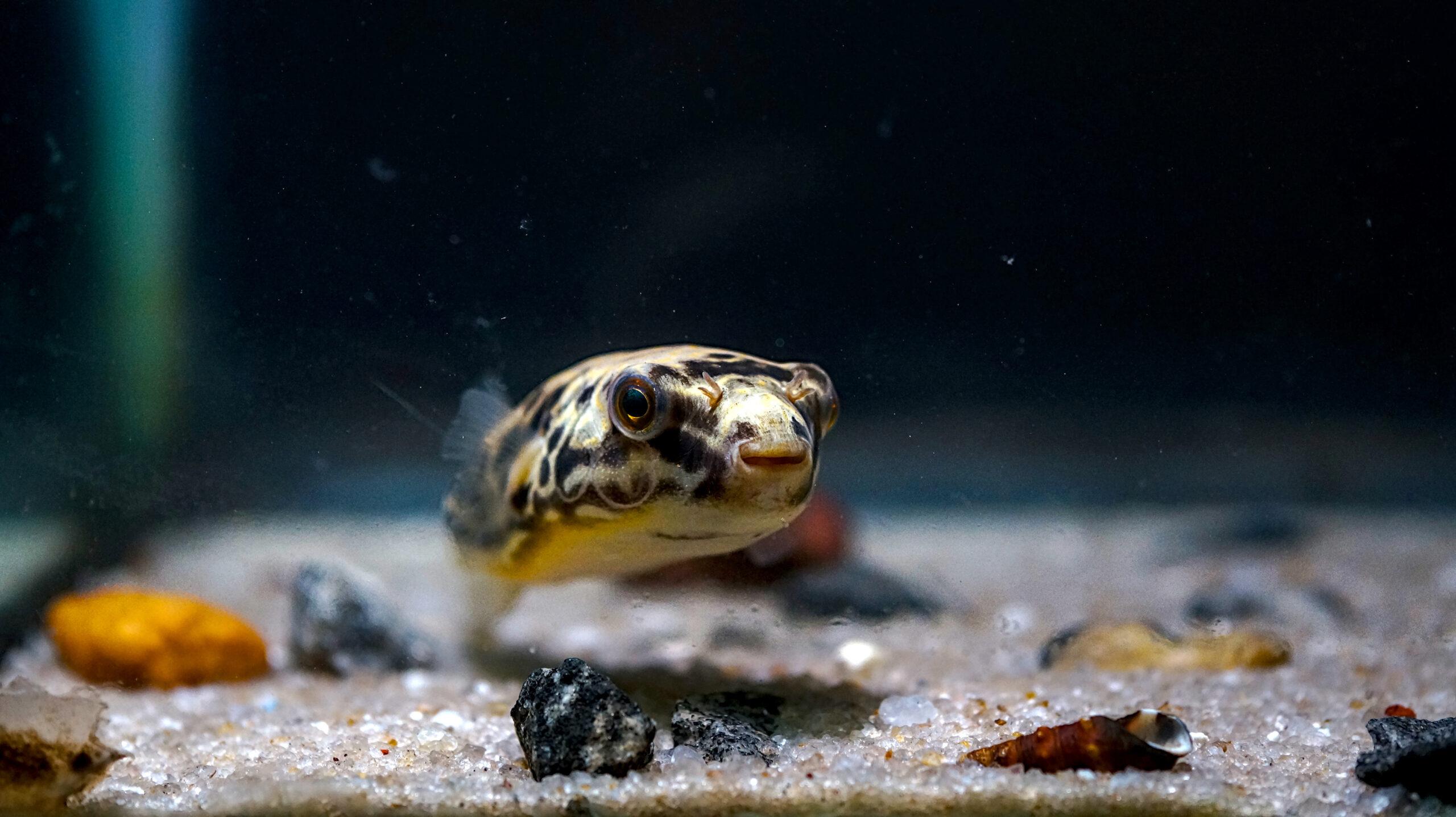 Mbu Puffer(Congo species)