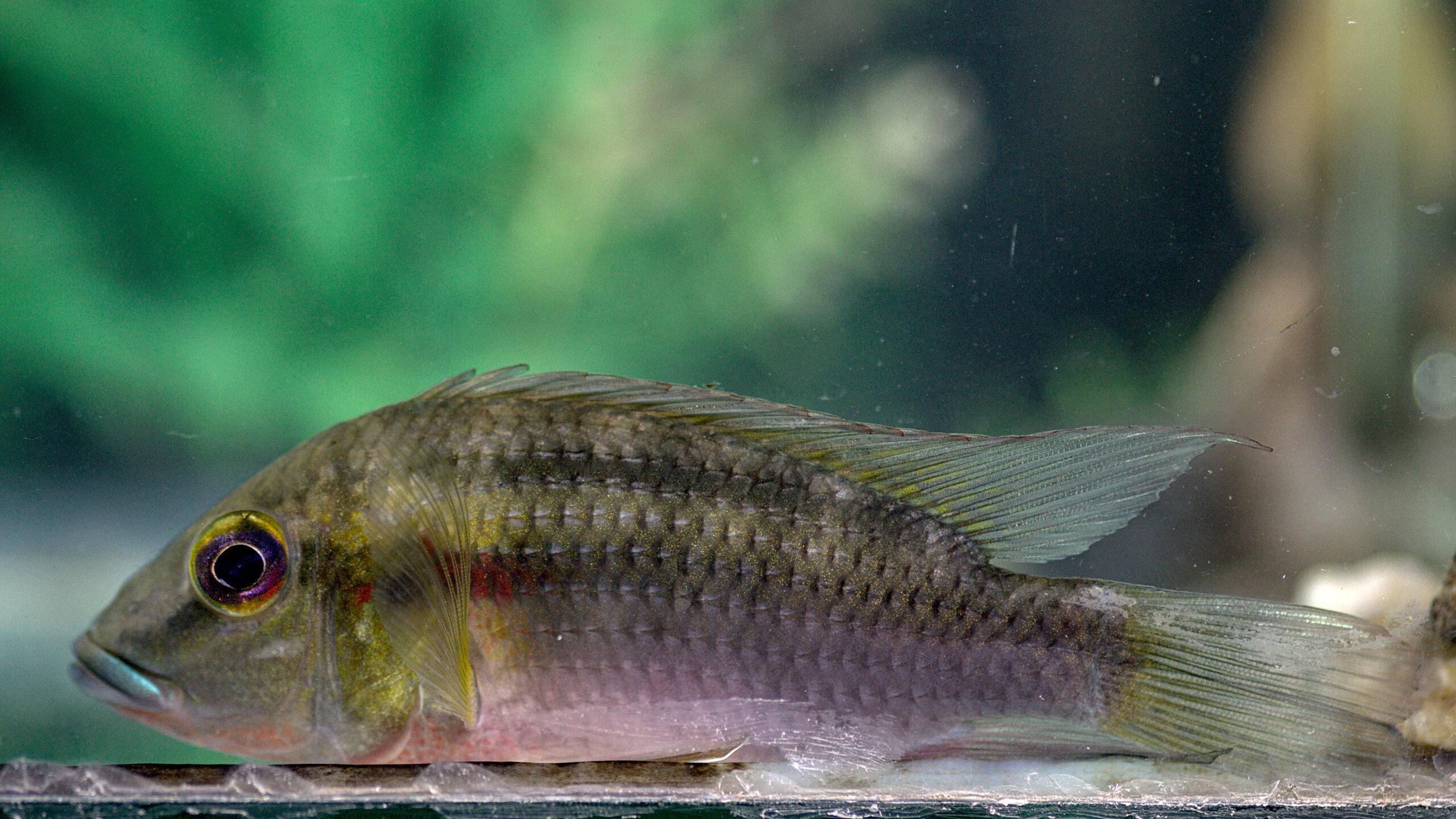 Chromidotilapia