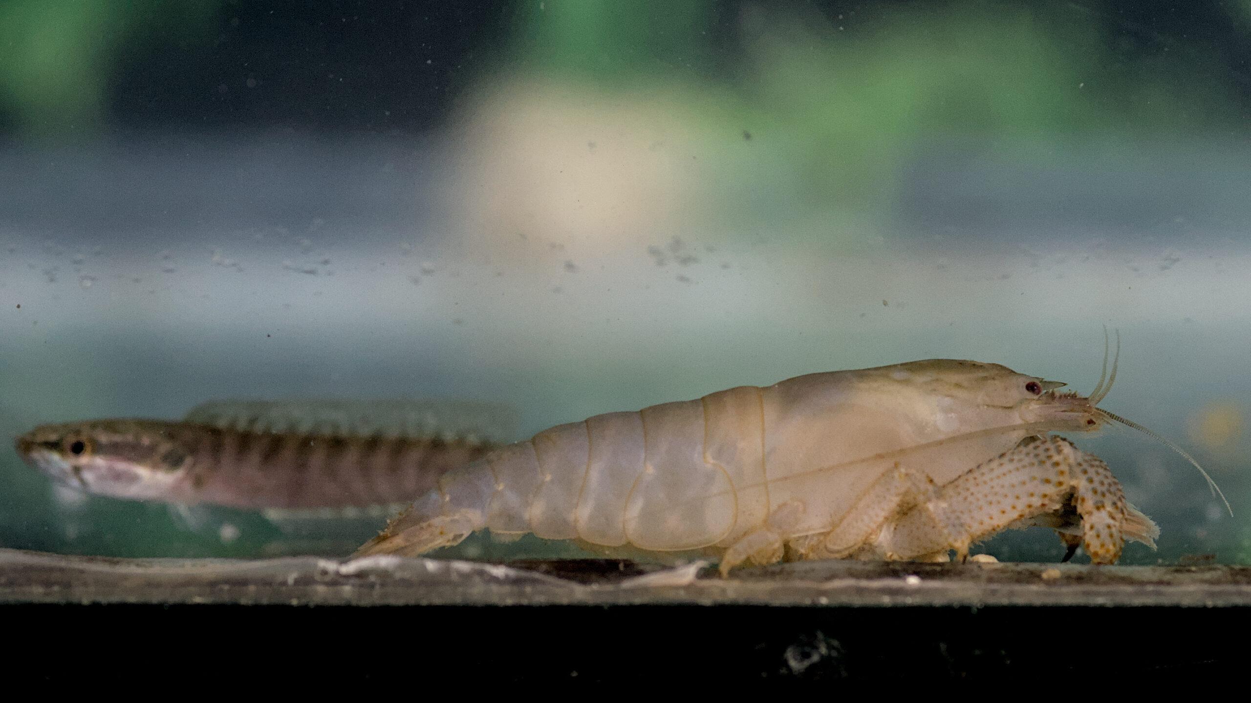 Blue Shrimps/Atya (Big)