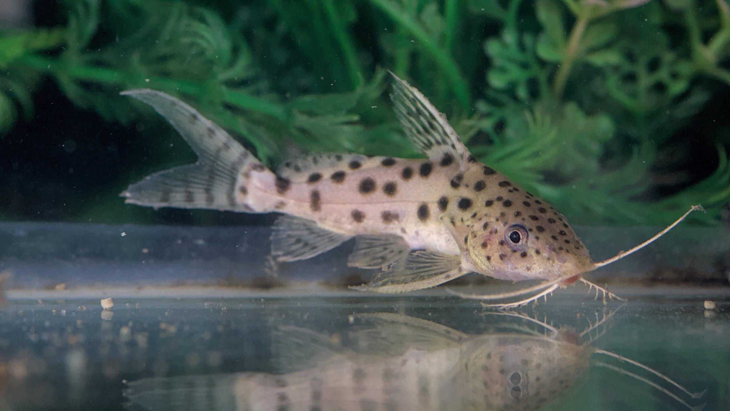 Occellifer Catfish