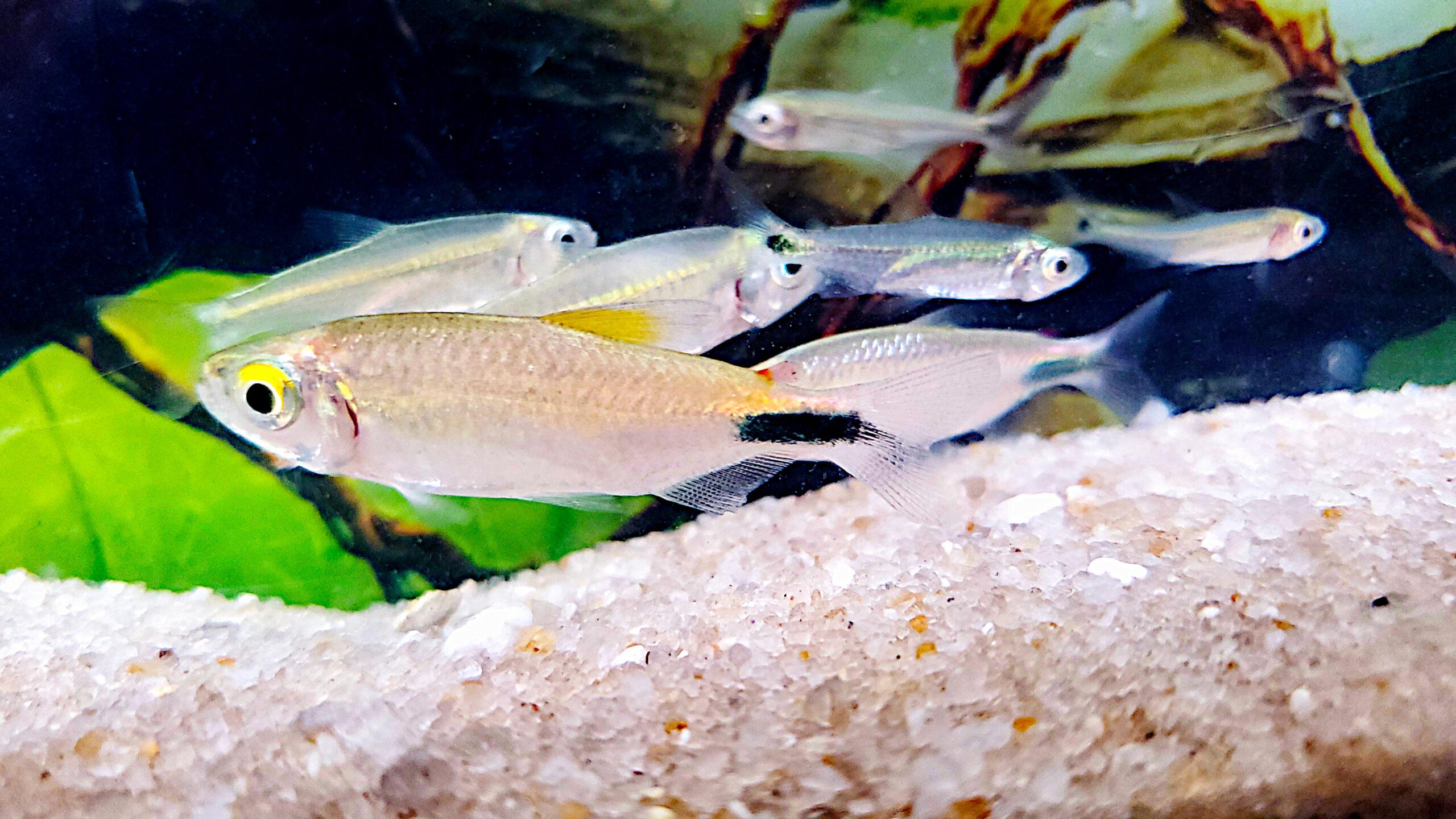 Blue Diamond Congo Tetra