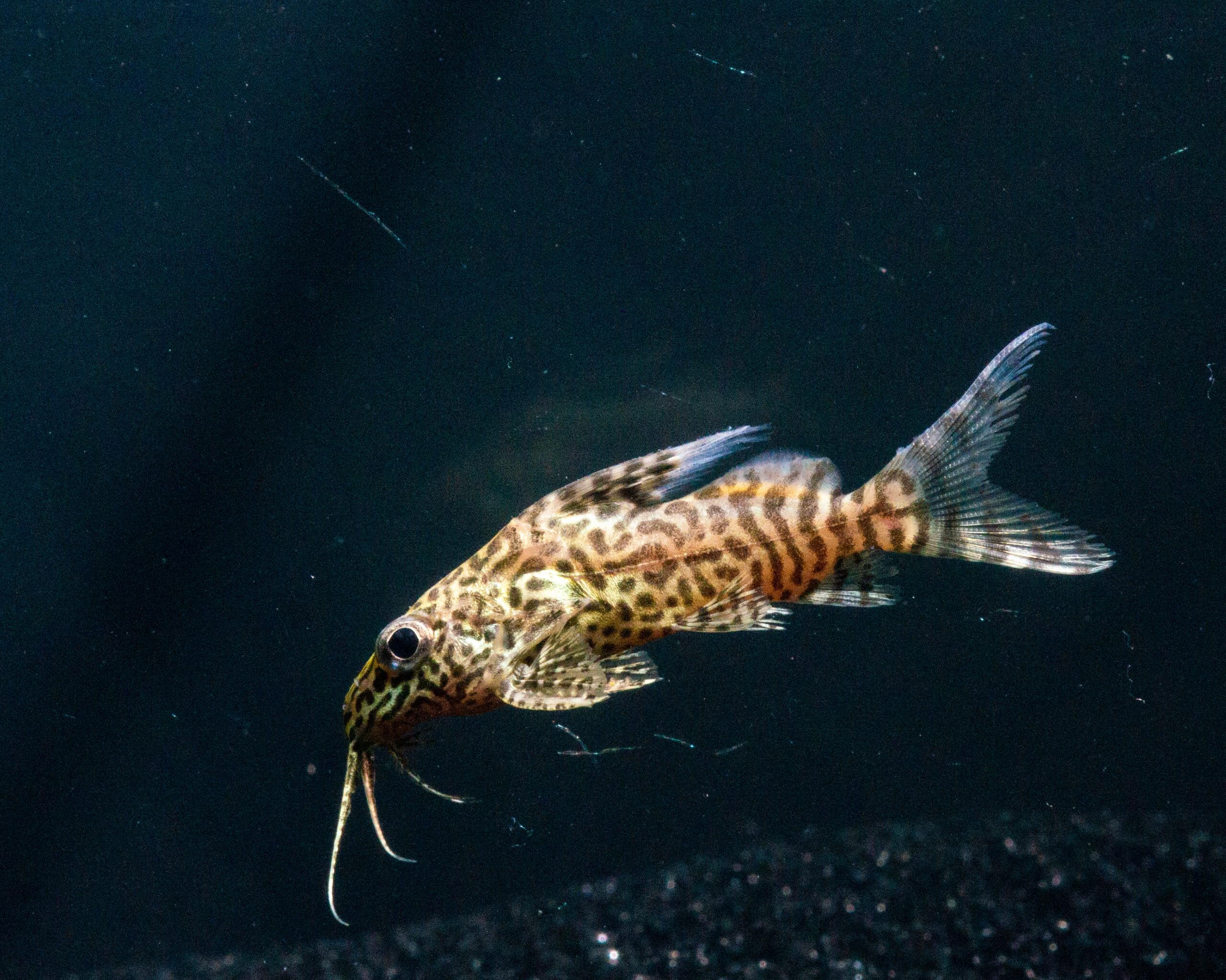 Network/ Robertsi Catfish