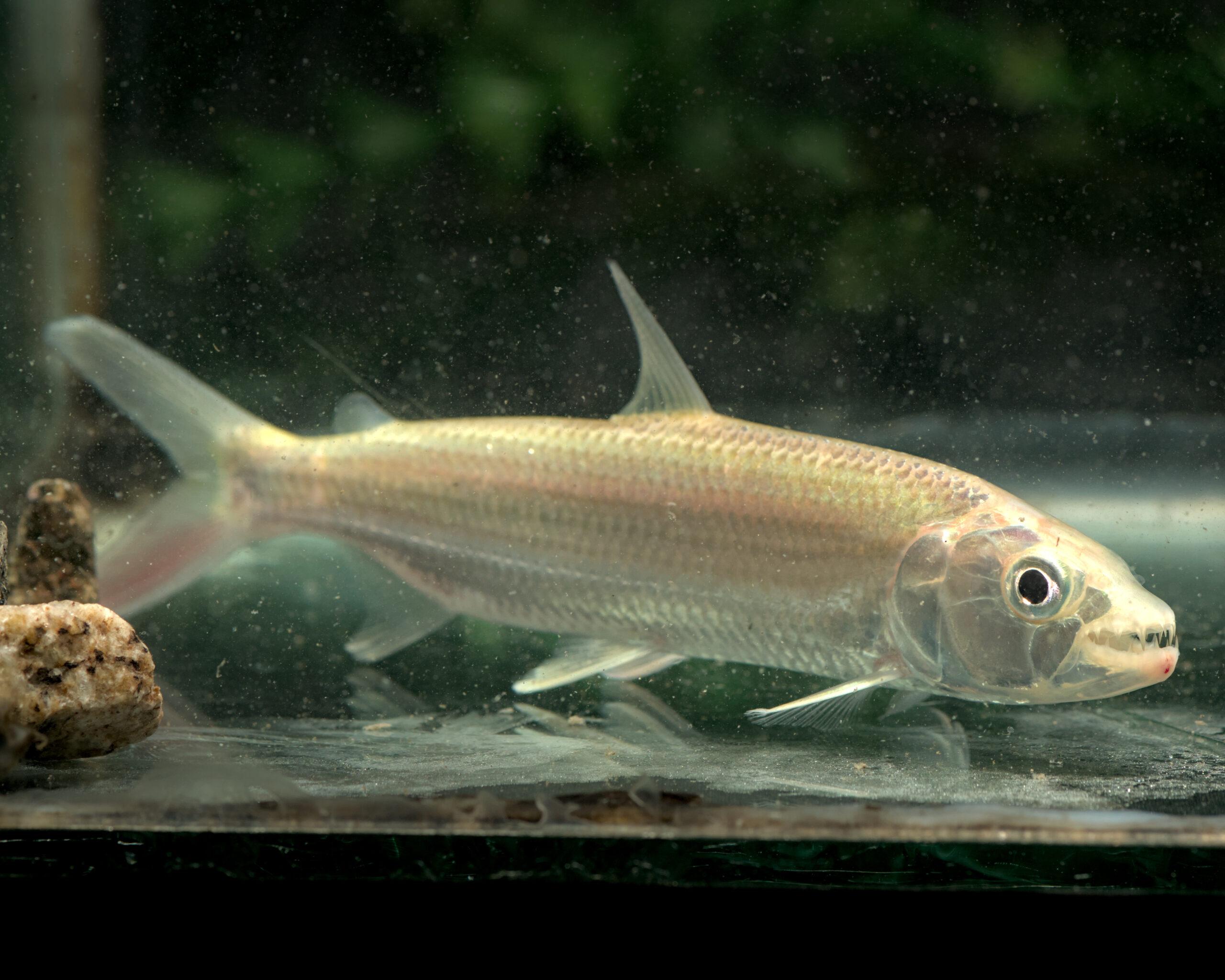 African Tiger Foskhali big