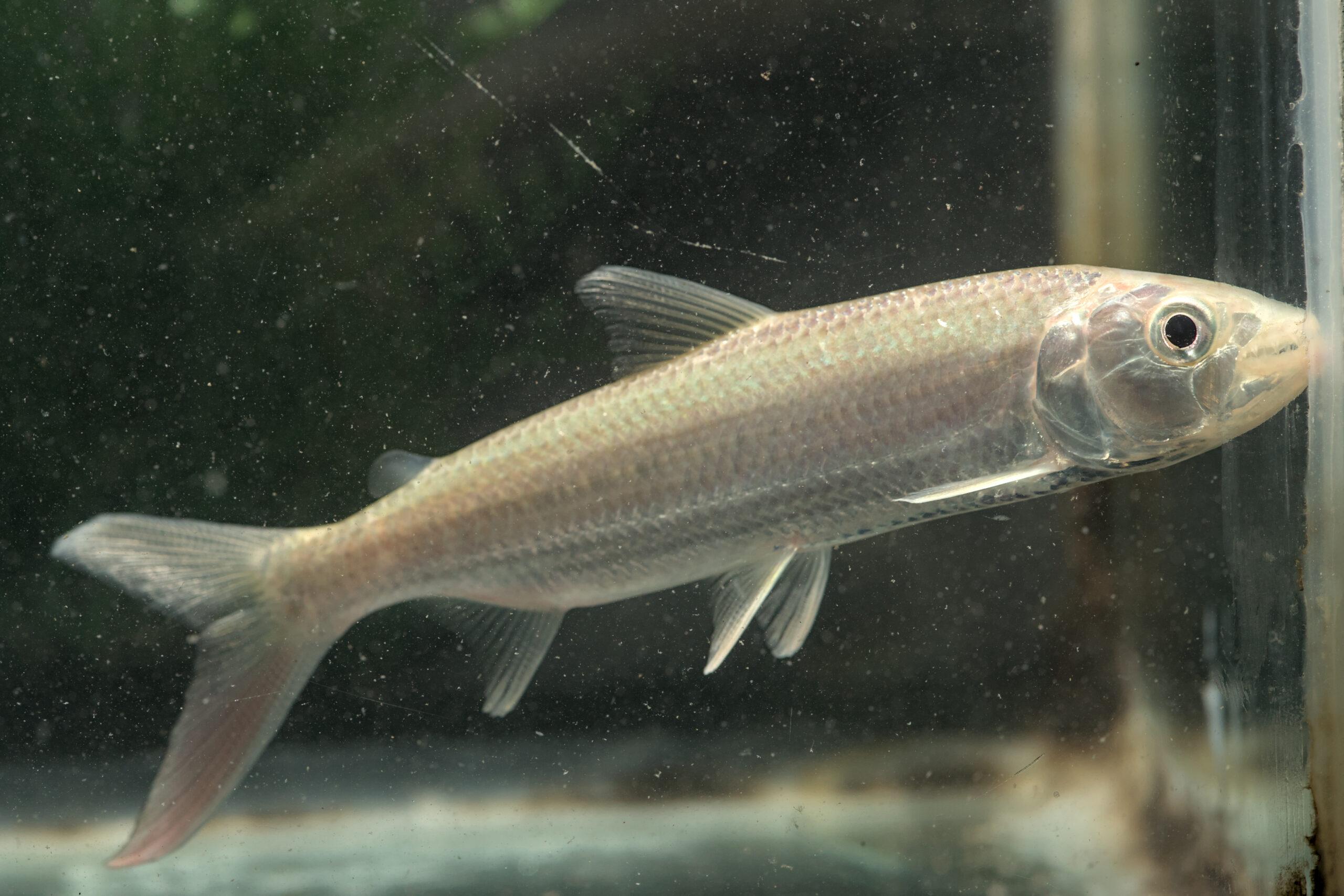 African Tiger fish (big)