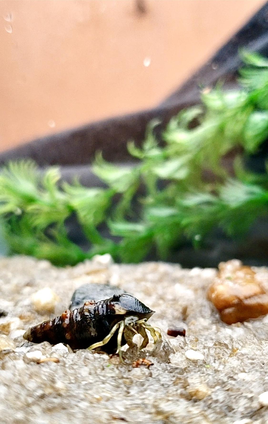 Fresh Hermit Crabs