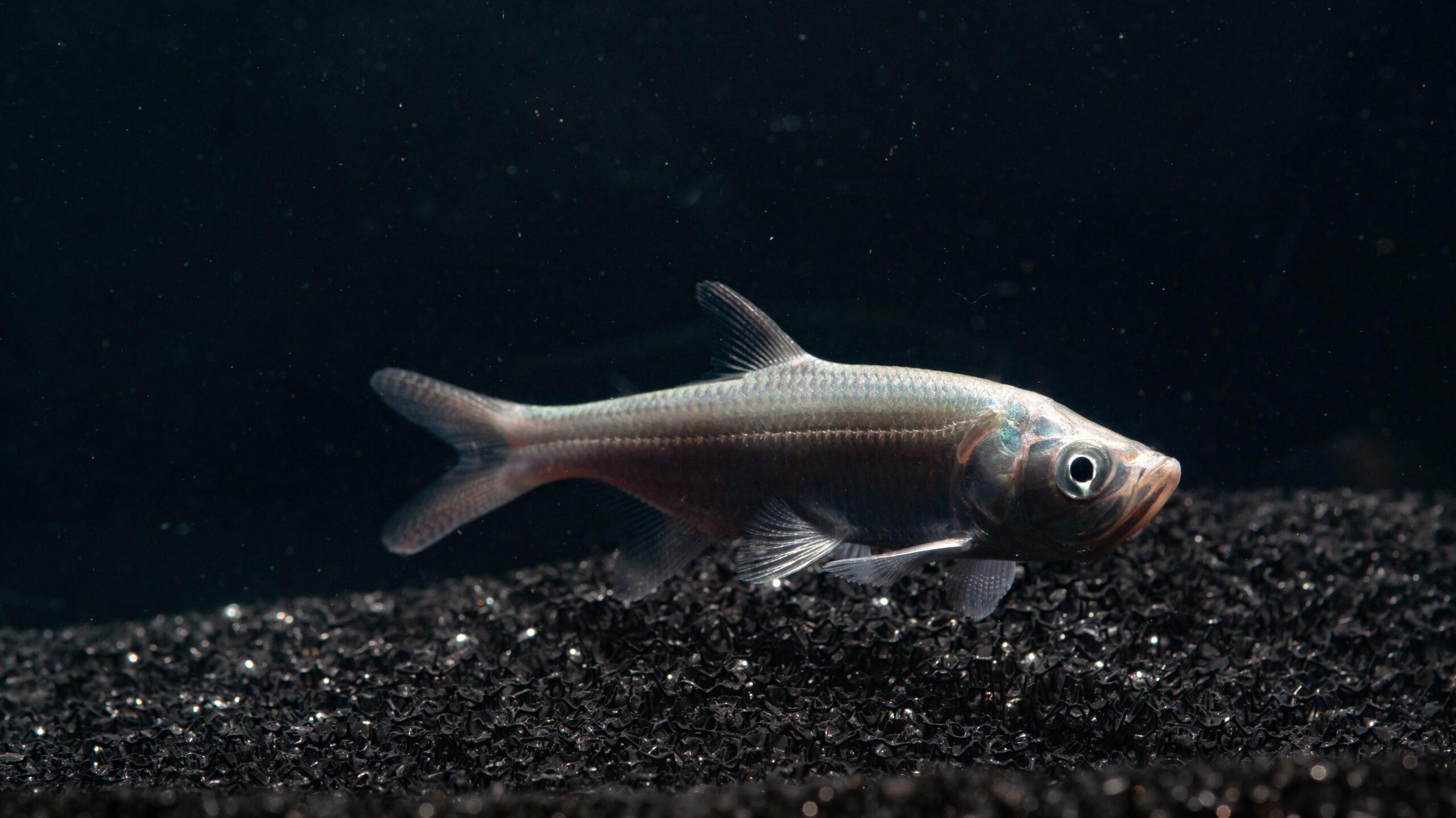 Megalops/Tarpon