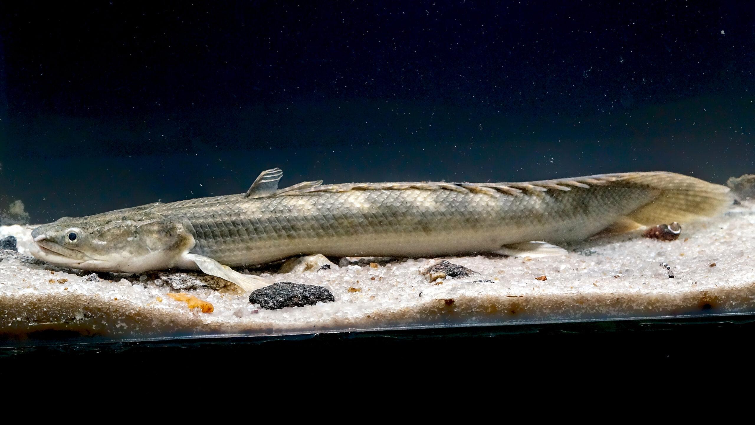 Polypterus / Saddled Bichir  (Jumbo)