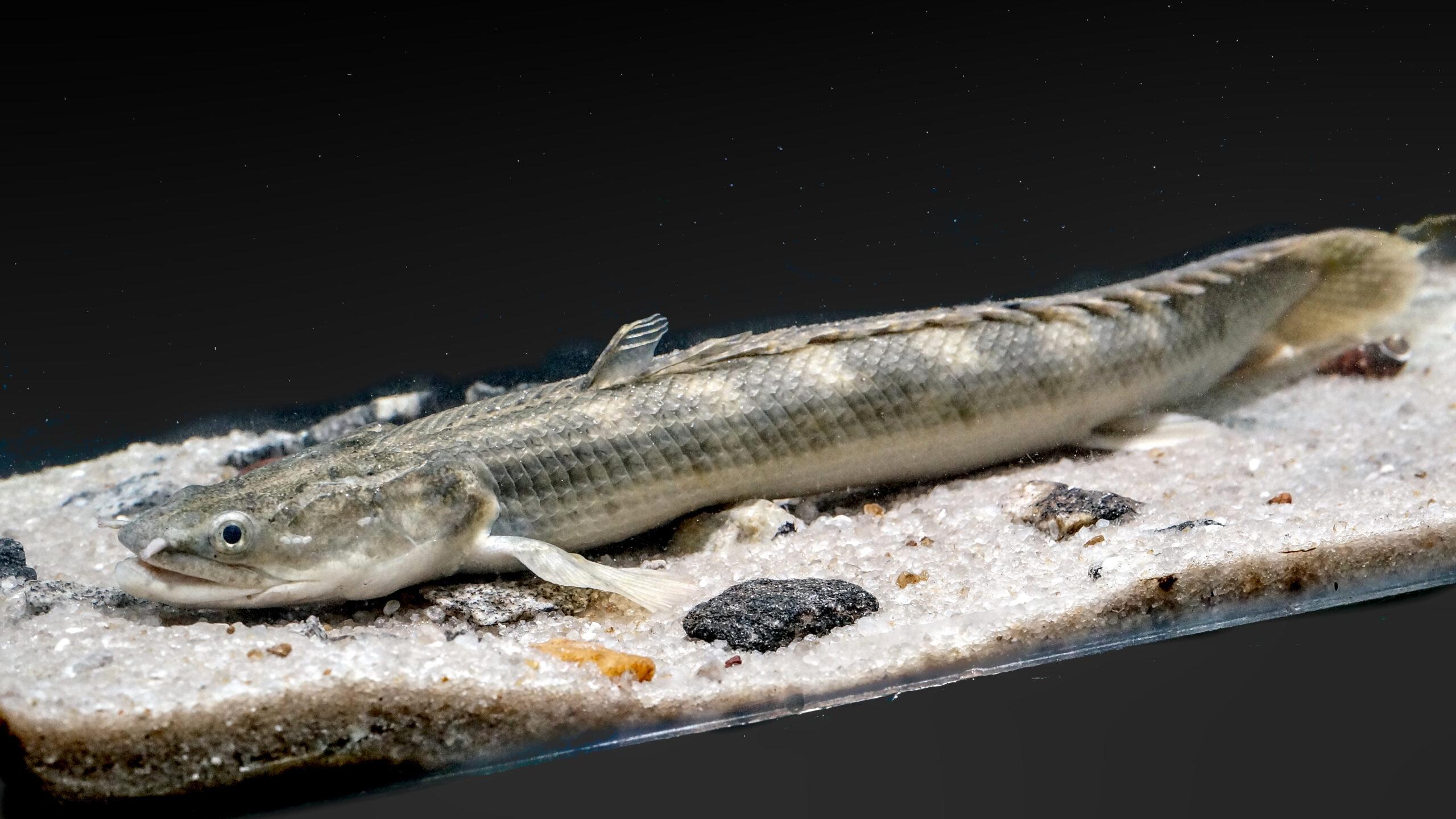 Polypterus/ Saddled Bichir/delhezi  (Med.)