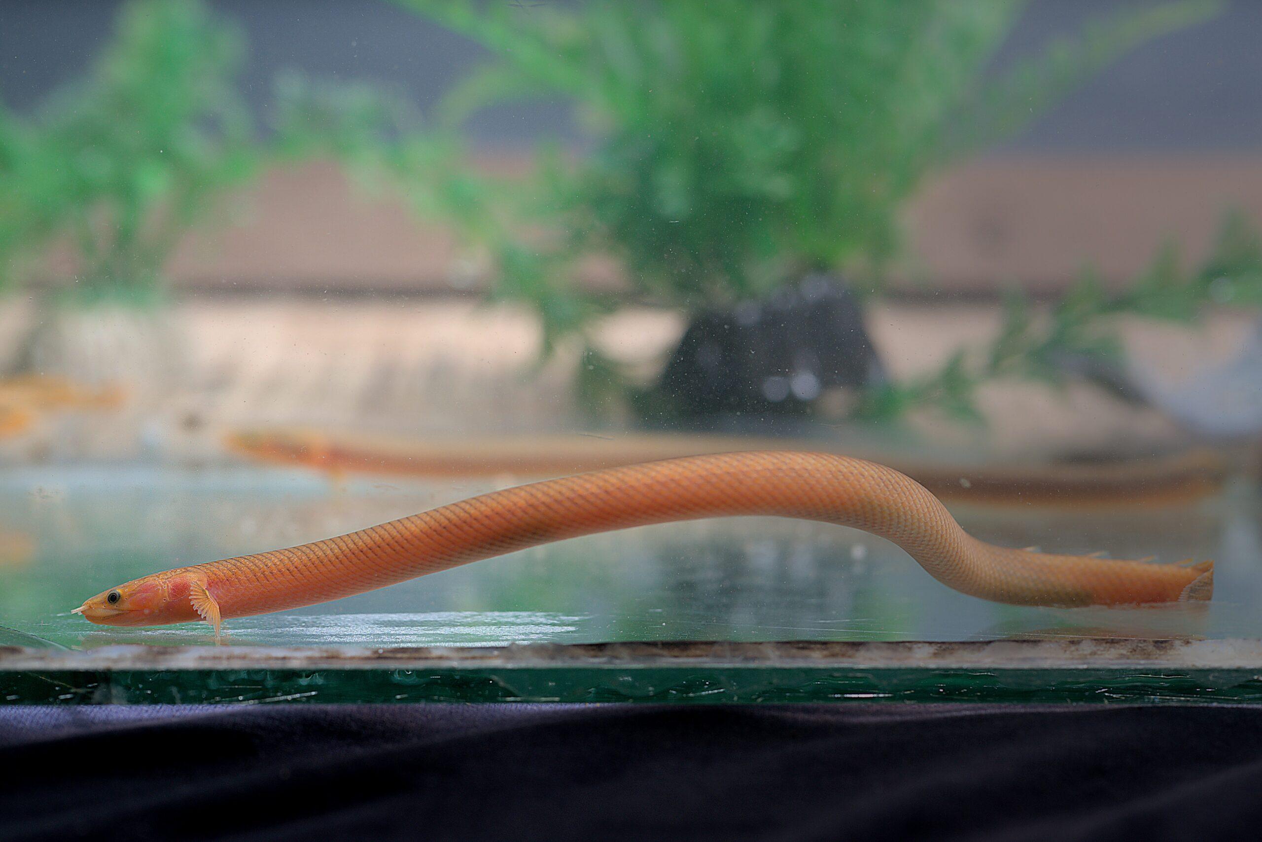Reed/Rope/Snake Fish Small