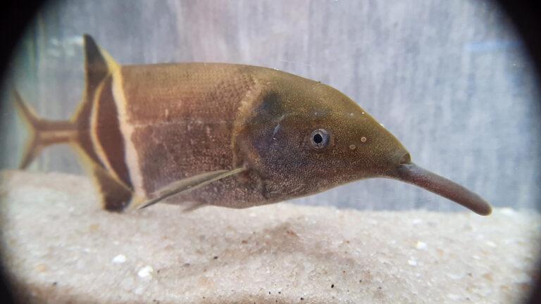 inA Ornamental Fish