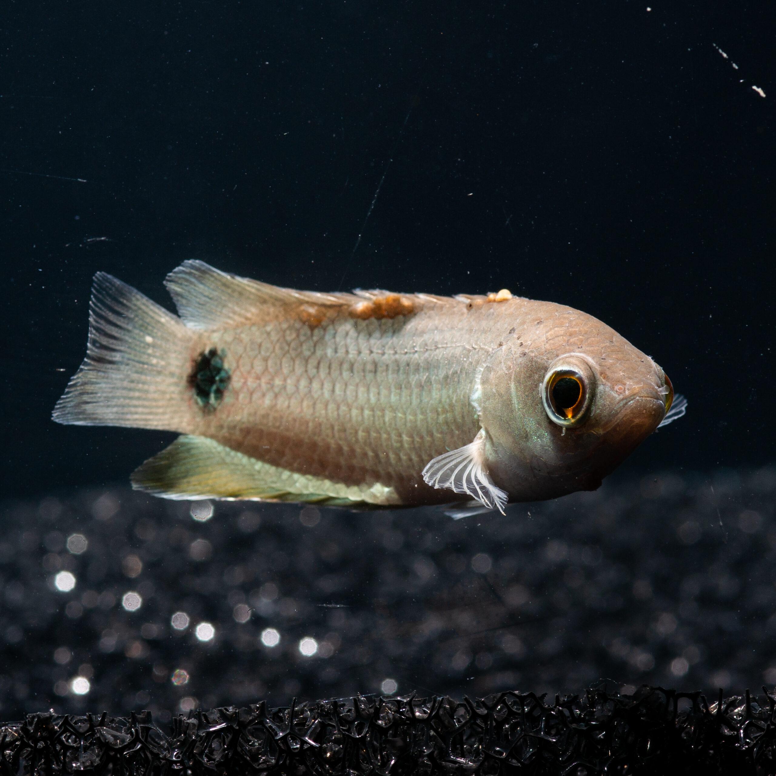 Tailspot Bushfish