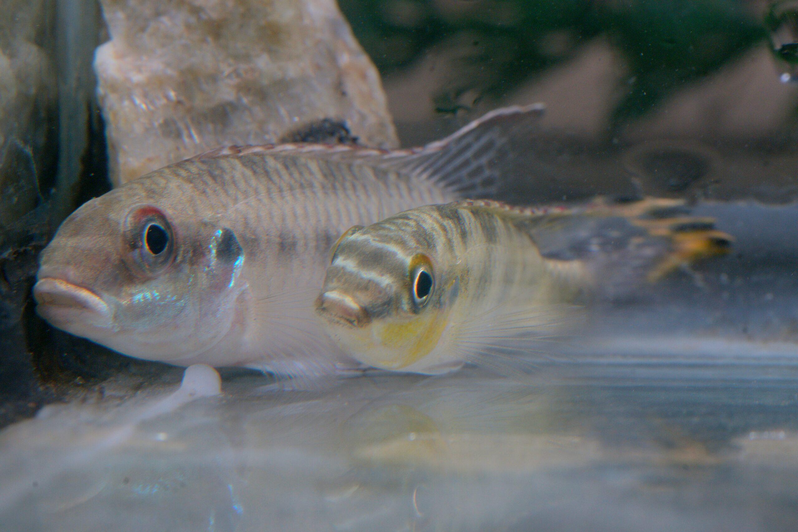Kribensis Cichlid