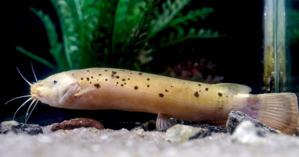 Electric catfish; Malapterurus electricus