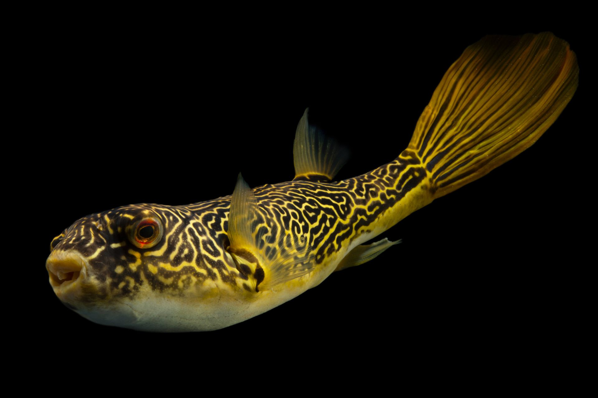 Larry, a Mbu puffer fish (Tetraodon mbu) at Pet Paradise.