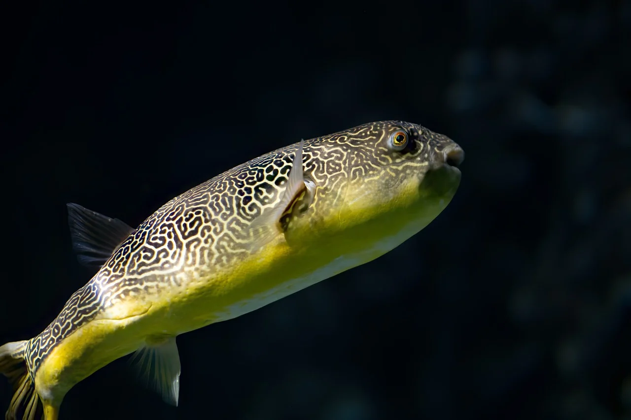 giant-freshwater-puffer-fish-8463764_1280
