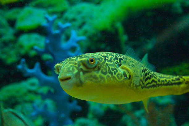 Tropical fish Tetraodon fahaka, lives in river Nile in Africa. Recorded in aquarium.