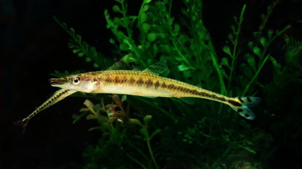 Ina Oranamental Fish